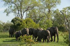 Afrikanischer Elefant (104 von 131).jpg